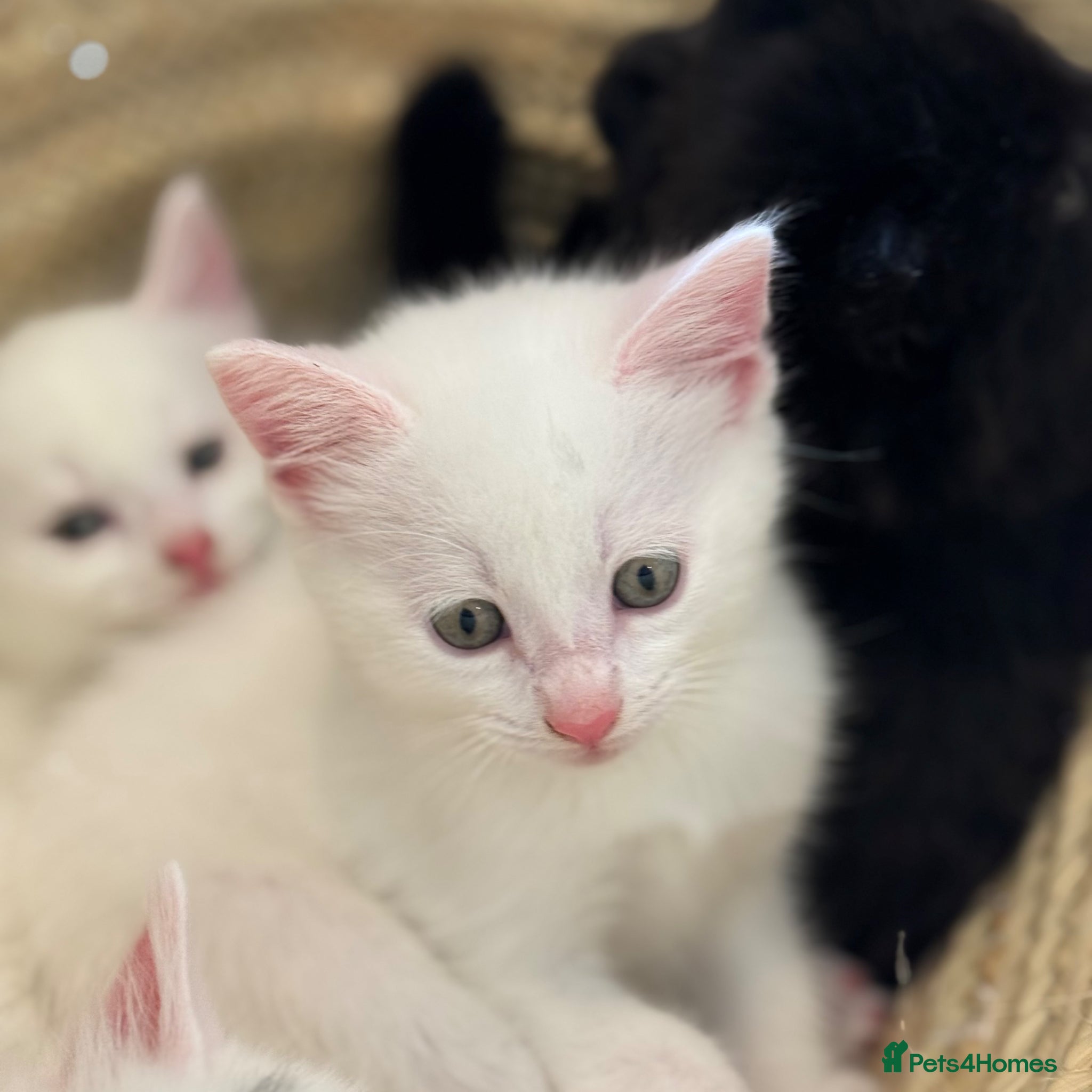 Mixed Breed cats Beautiful litter of kittens  - Advert 9