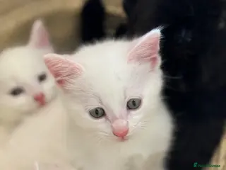 Mixed Breed cats Beautiful litter of kittens - Advert 16