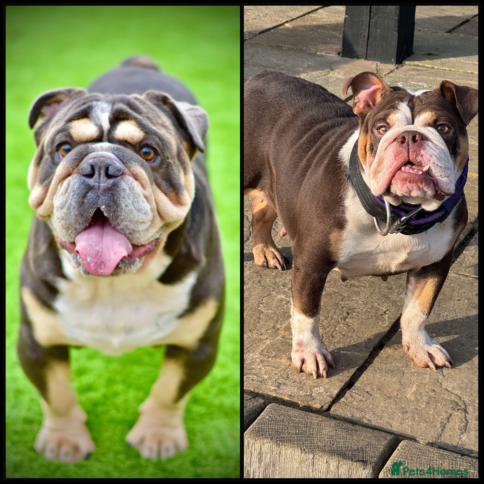 English Bulldog dogs Registered english bulldog puppies  - Advert 3