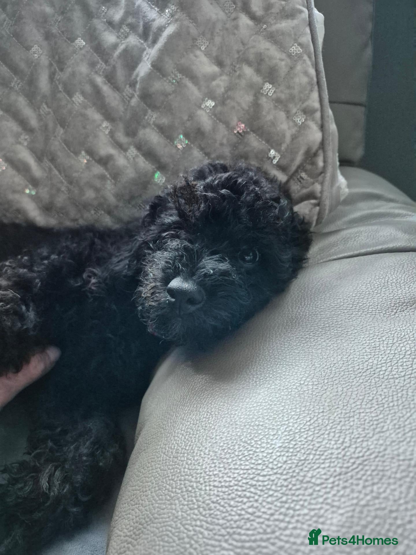 Cavapoo dogs Stunning f1b cavapoo puppies  - Advert 2