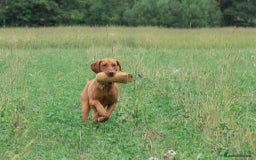 Mixed Breed dogs for sale: Vizla x Fox Red Lab (75/25) Puppies - Image 20