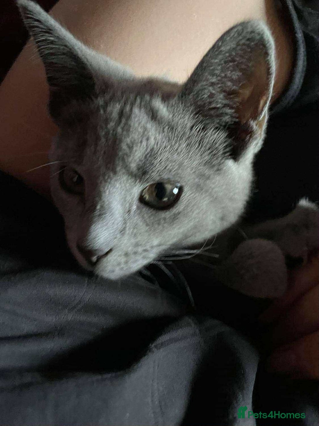 Russian Blue cats for sale: Russian Blue Kittens - Advert 6