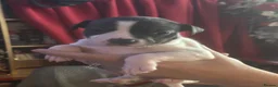 Staffordshire Bull Terrier dogs for sale: Pure staff in Egham - Advert 3