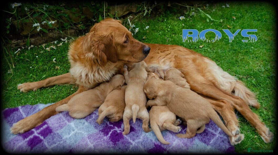 Golden Retriever dogs  GOLDEN RETREVER KC PUPPIES - Advert 3