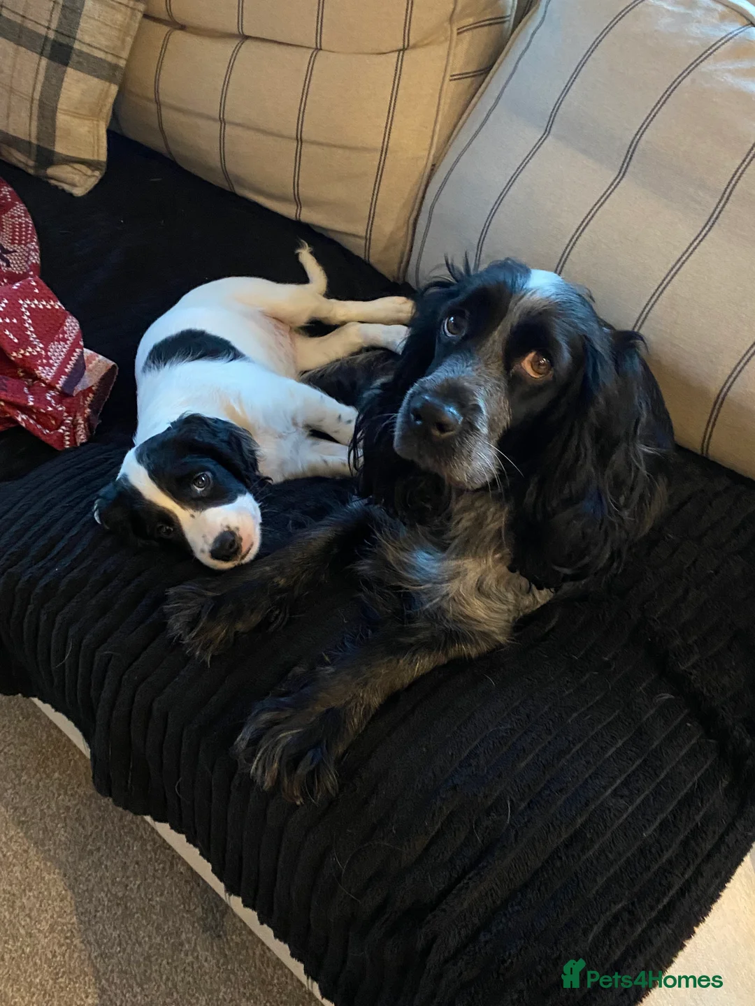 Sprocker dogs for sale: Sprocker spaniel  - Advert 7