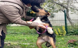 Mixed Breed dogs for adoption: 💙🐶 CONNOR 🐶💙 - Image 17