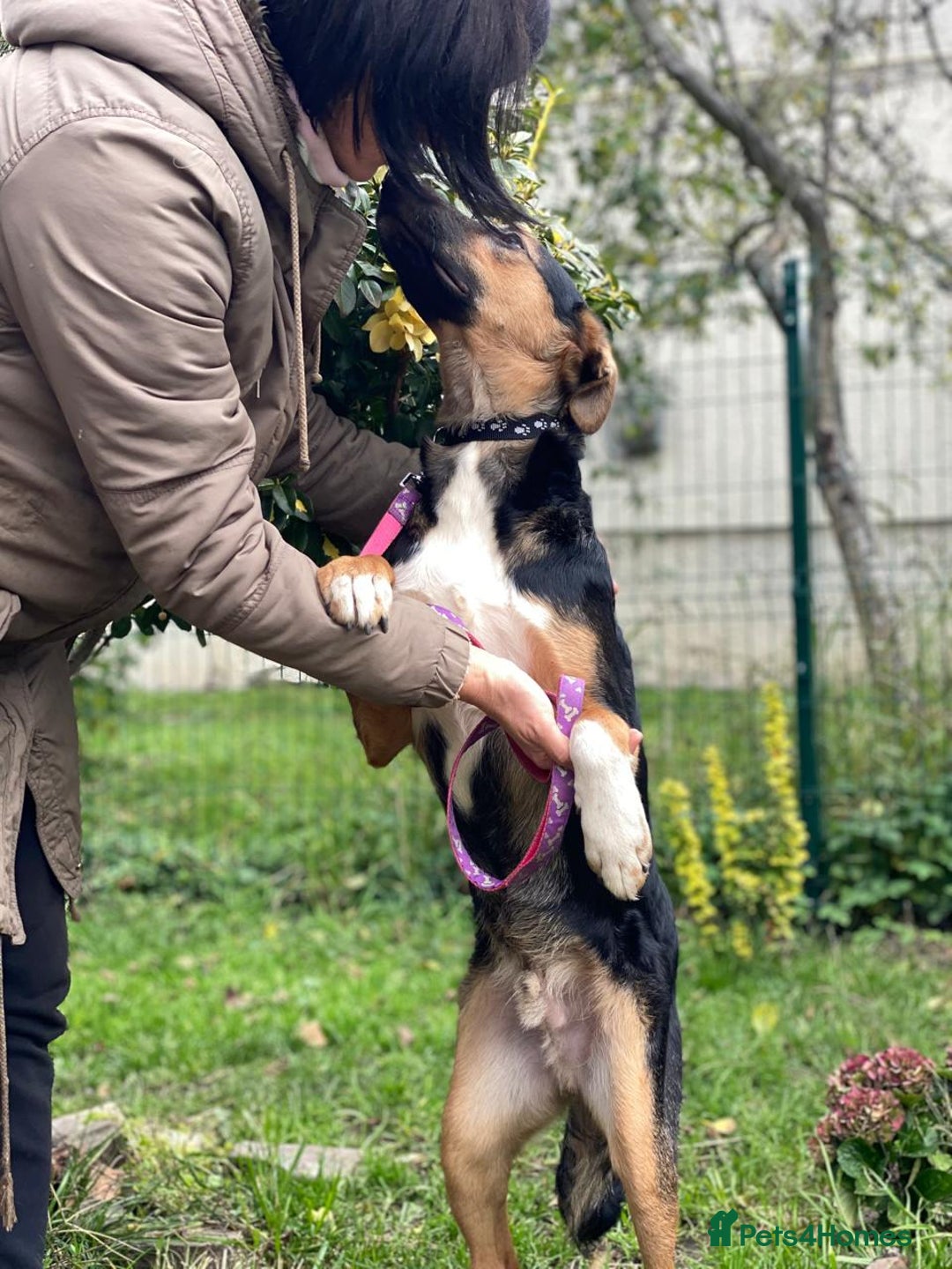 Mixed Breed dogs for adoption: 💙🐶 CONNOR 🐶💙 - Image 17
