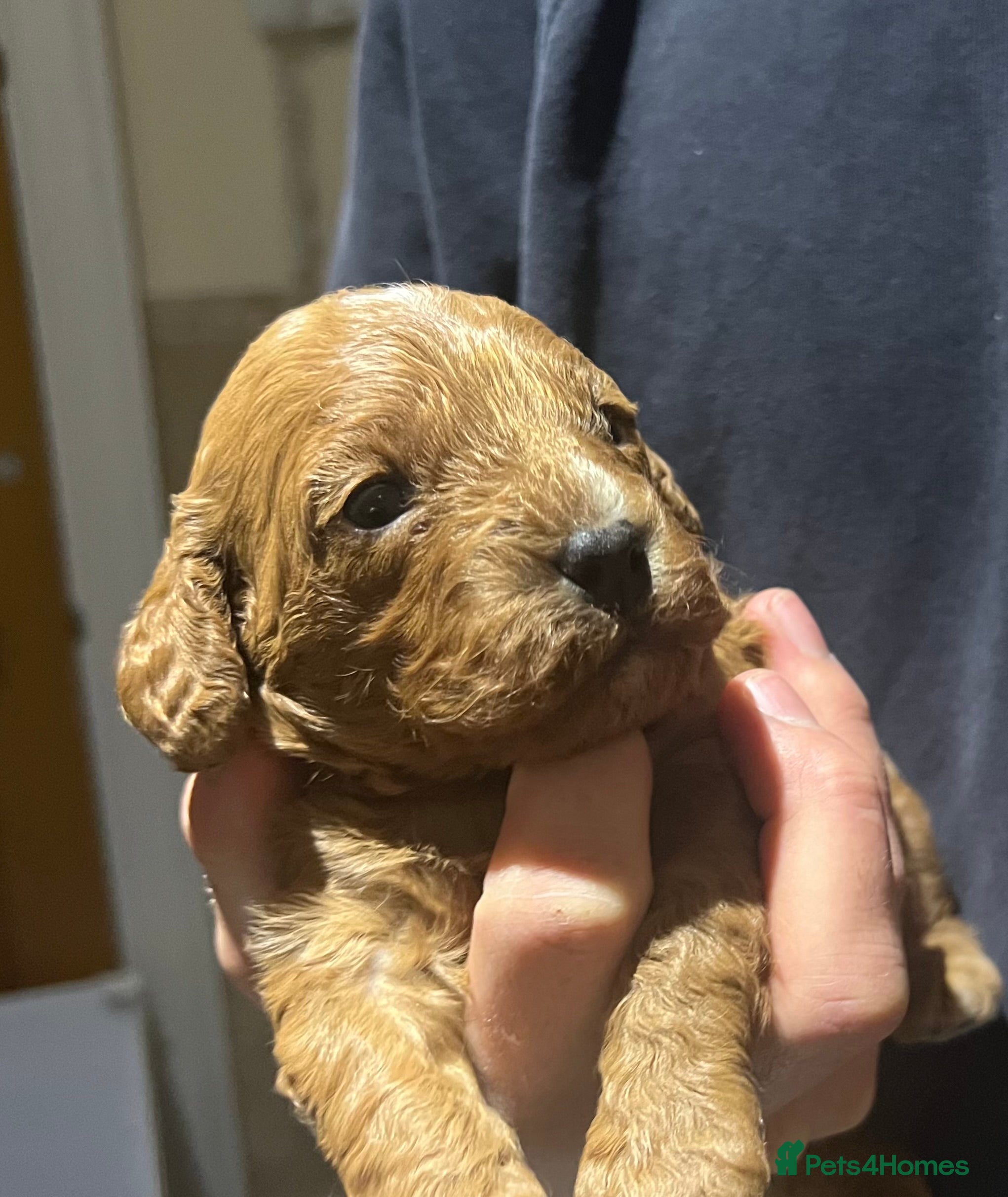 Cavapoo dogs Stunning F2 Bitch Available  - Advert 3