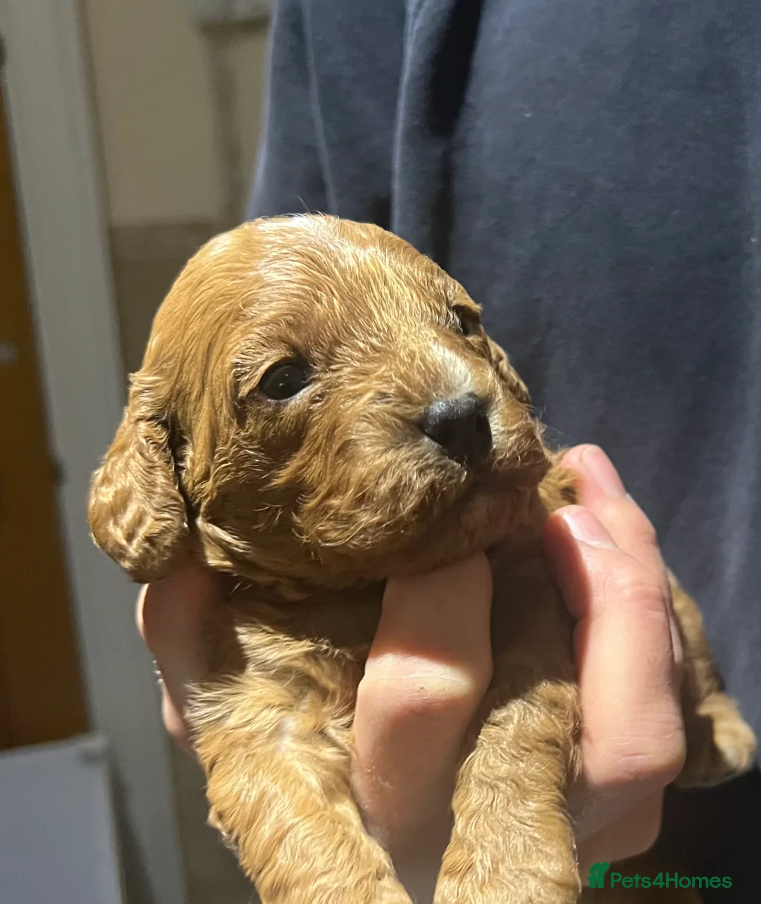Cavapoo dogs for sale: Reserved Stunning F2 Bitch Available  - Advert 6