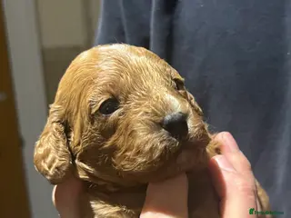 Cavapoo dogs Stunning F2 Bitch Available - Advert 3