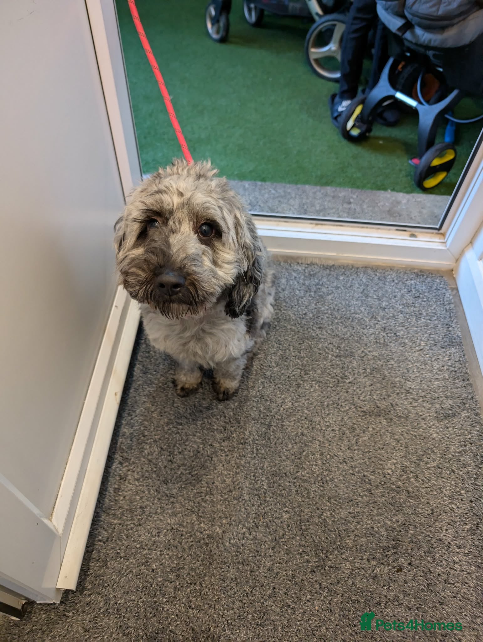 Cockapoo dogs 2 cockapoo boys for sale  - Advert 1