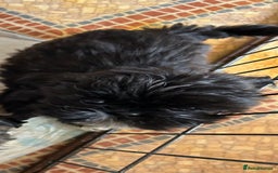 Shih Tzu dogs for sale: 3 shihtzu puppies ready  - Image 2