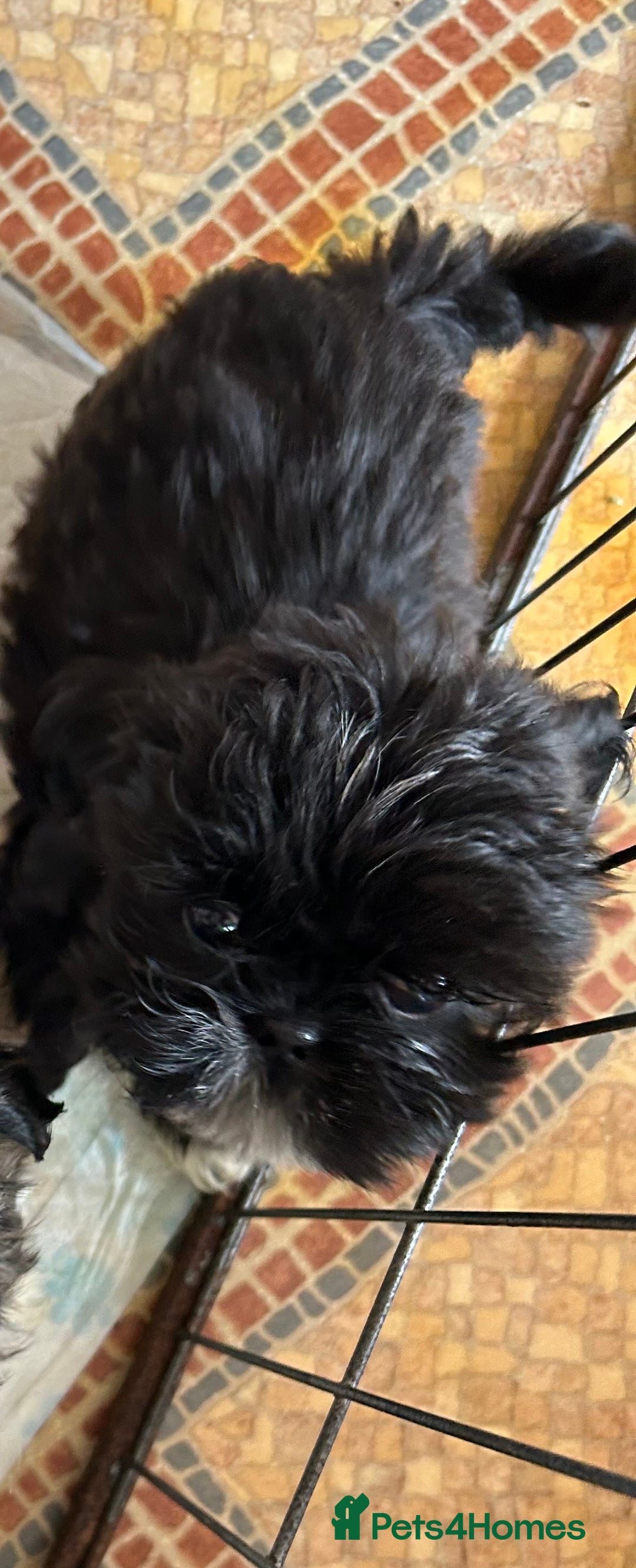 Shih Tzu dogs for sale: 3 shihtzu puppies ready  - Image 2