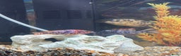 Cichlids fish for sale: Malawi cichlids  - Advert 5