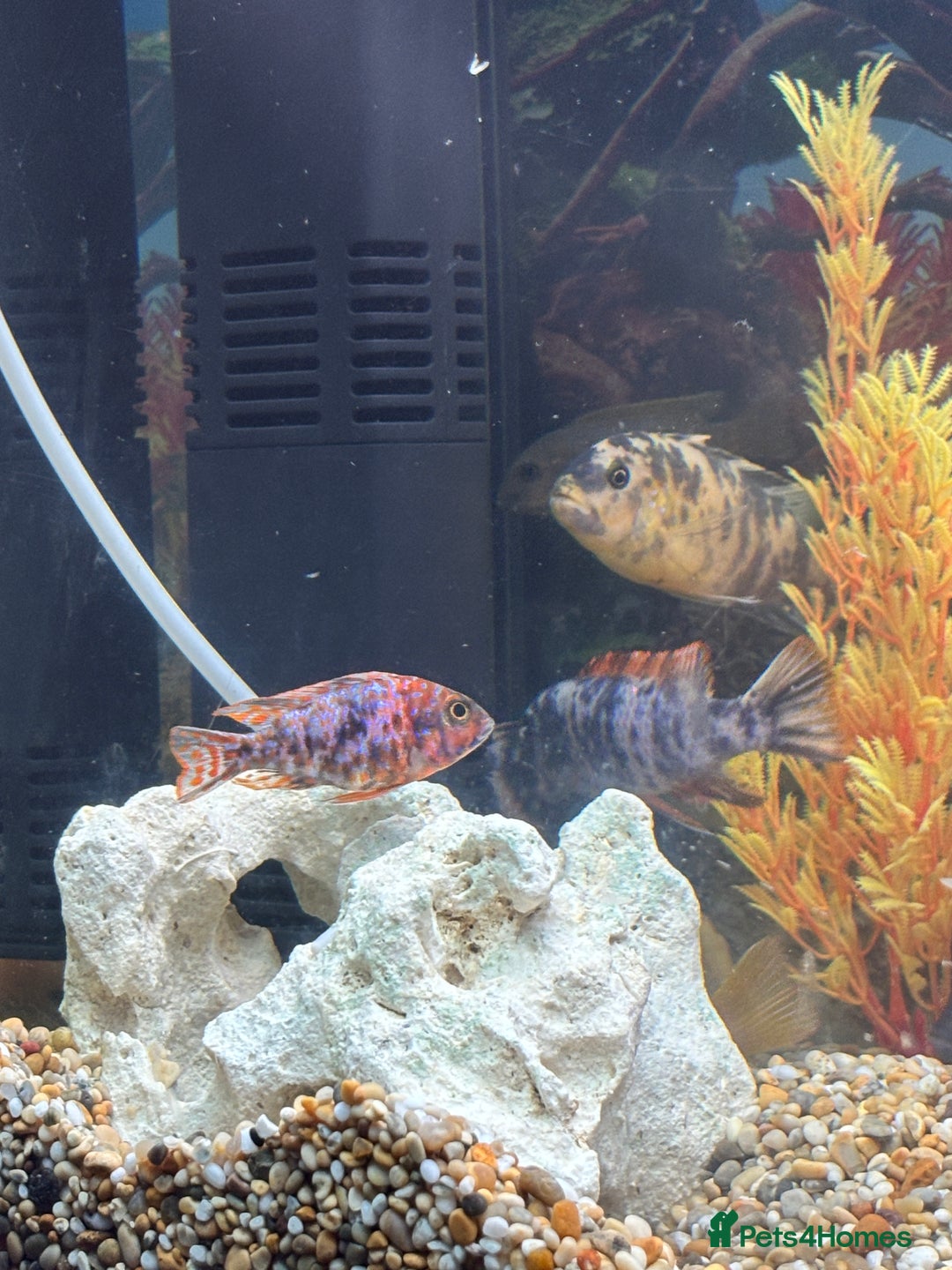 Cichlids fish for sale: Malawi cichlids  - Image 5