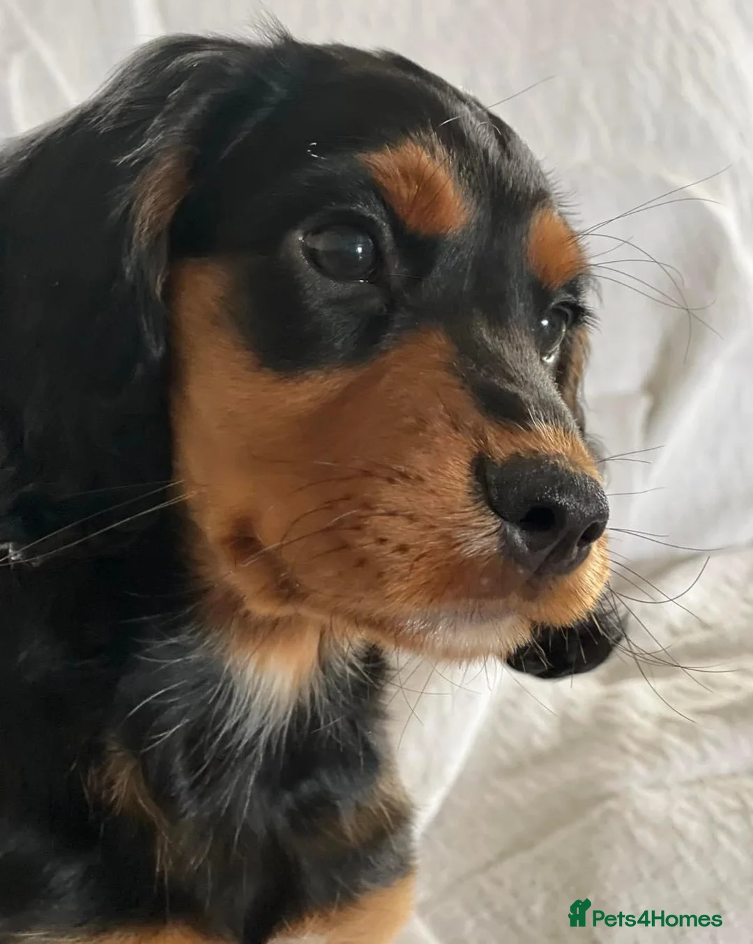 Cocker Spaniel dogs for stud: Champion bred Working cocker spaniel stud dogs  in Middlewich - Advert 17