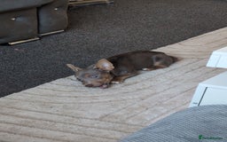 Jack Russell dogs for sale: Lilac and Tan Jack Russell - Image 4