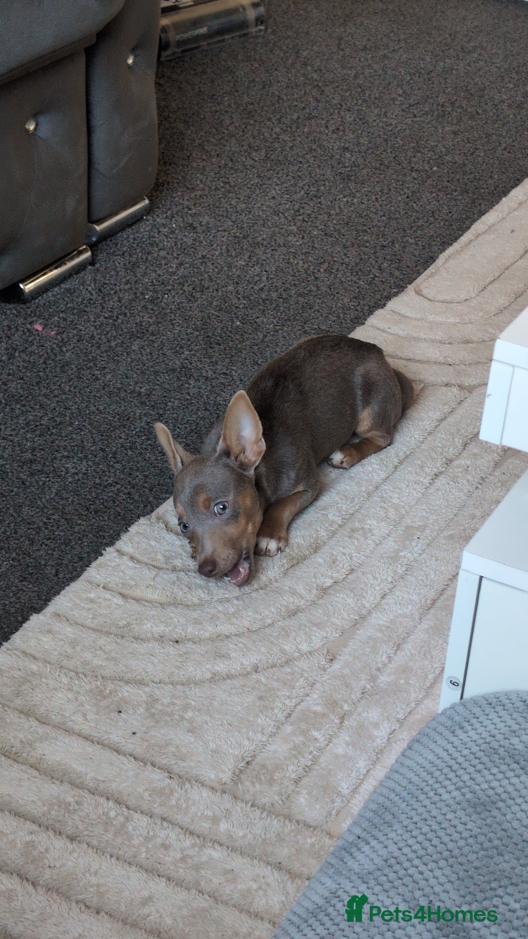 Jack Russell dogs for sale: Lilac and Tan Jack Russell - Image 4