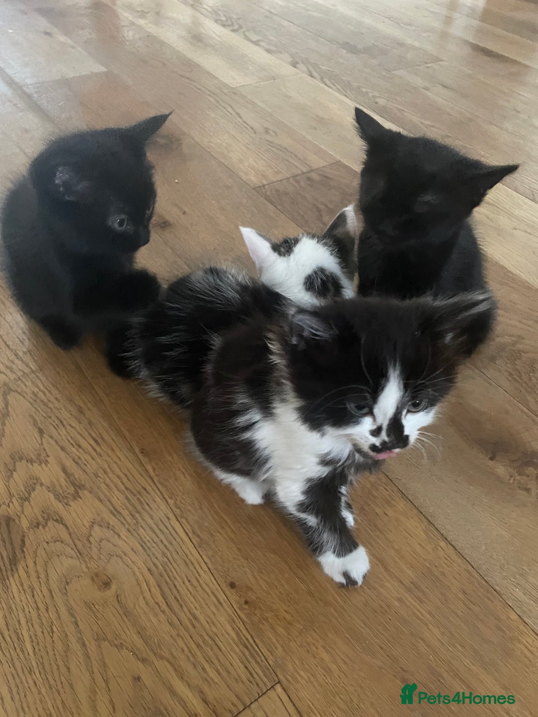 Mixed Breed cats for sale: Ready Now! - Loving and Playful kittens - Image 6