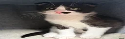 Scottish Fold cats for sale: LAST ONE Tuxedo Scottish Fold w half moustache!🥸  - Advert 4