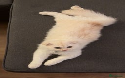 Scottish Fold cats for sale: Scottish fold long hair - Image 2