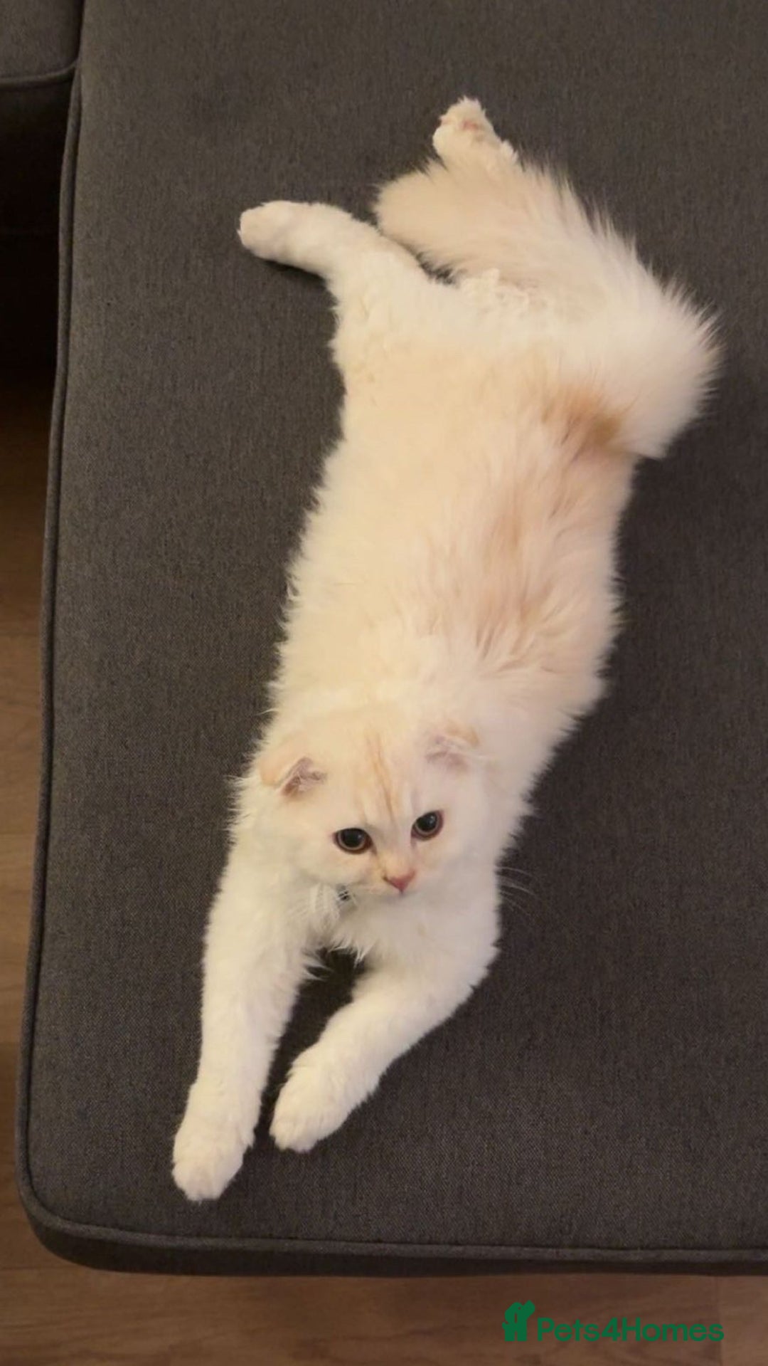 Scottish Fold cats for sale: Scottish fold long hair - Image 2