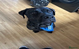 Mixed Breed dogs for sale: 8 month old Puppy for sale  - Image 1