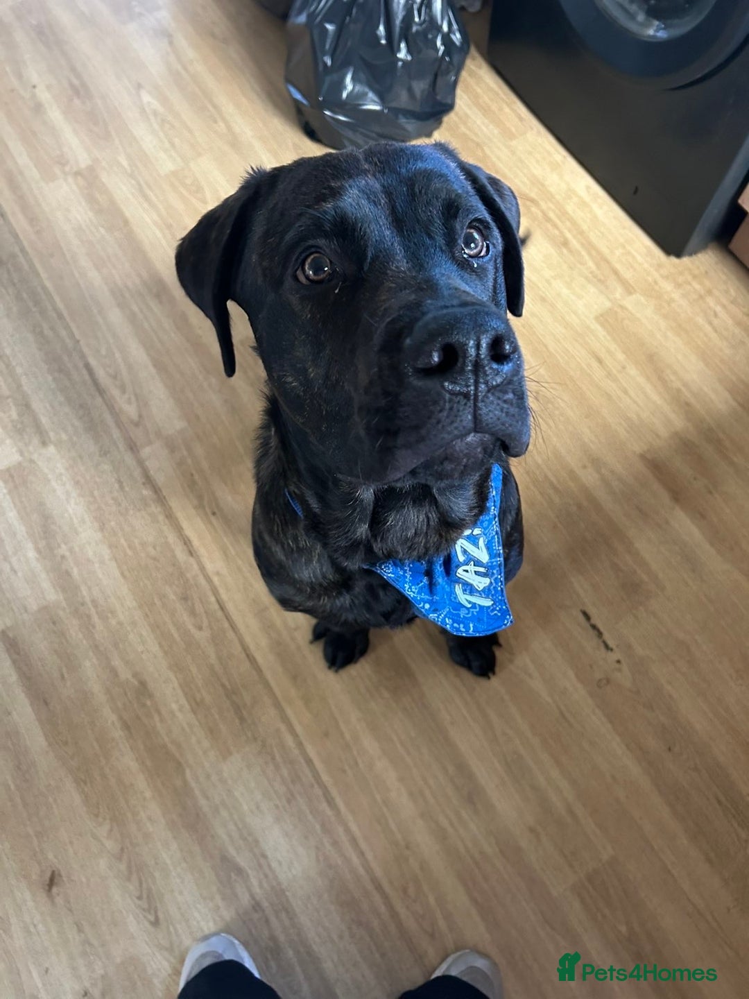 Mixed Breed dogs for sale: 8 month old Puppy for sale  - Image 1