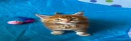 Maine Coon cats for sale: Maine Coon Kittens in Cambridge - Advert 5