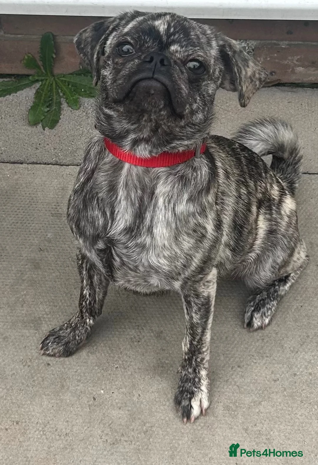 Frug dogs for sale: Beautiful female frug - Advert 2