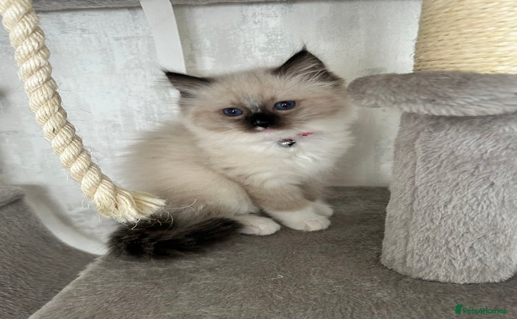 Ragdoll cats - Advert 14
