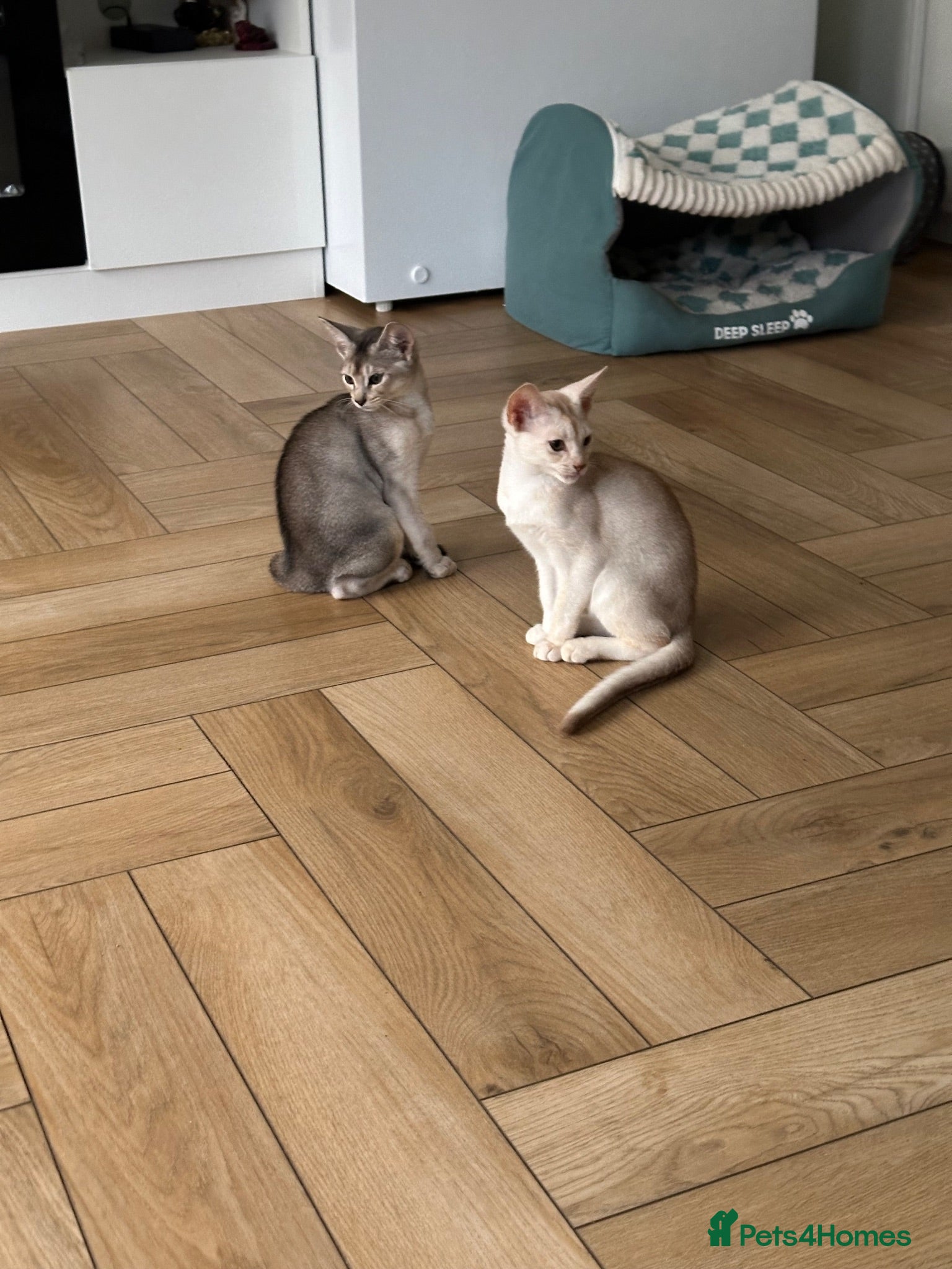 Abyssinian cats Silver Abyssinian kittens  - Advert 6