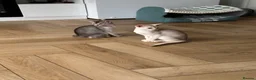 Abyssinian cats for sale: Silver Abyssinian kittens  - Advert 9