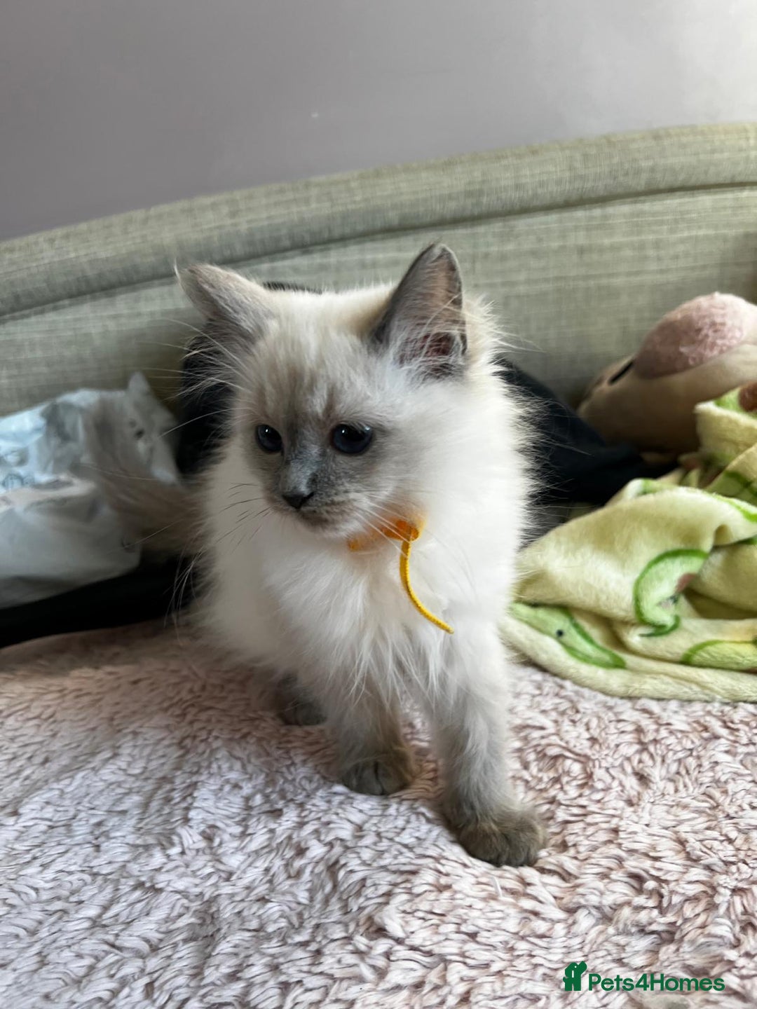 Ragdoll cats for sale: GCCF Registered Kittens*Ready to go*ONE BOY LEF* - Advert 15