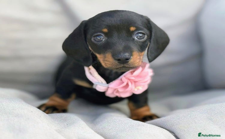 Miniature Dachshund dogs - Advert 9