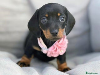 Miniature Dachshund dogs - Advert 11