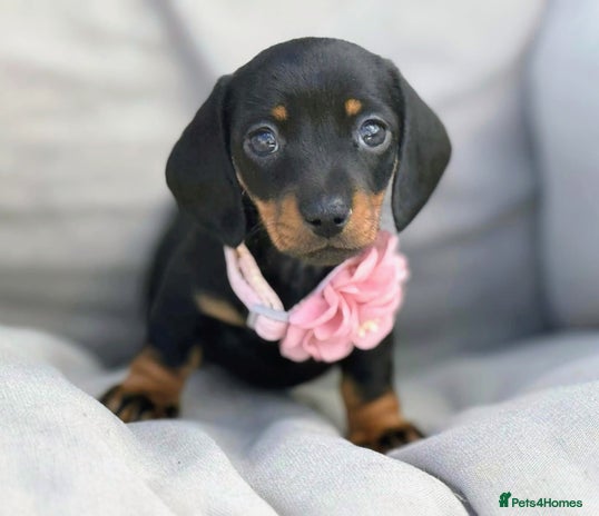 Miniature Dachshund dogs - Advert 9