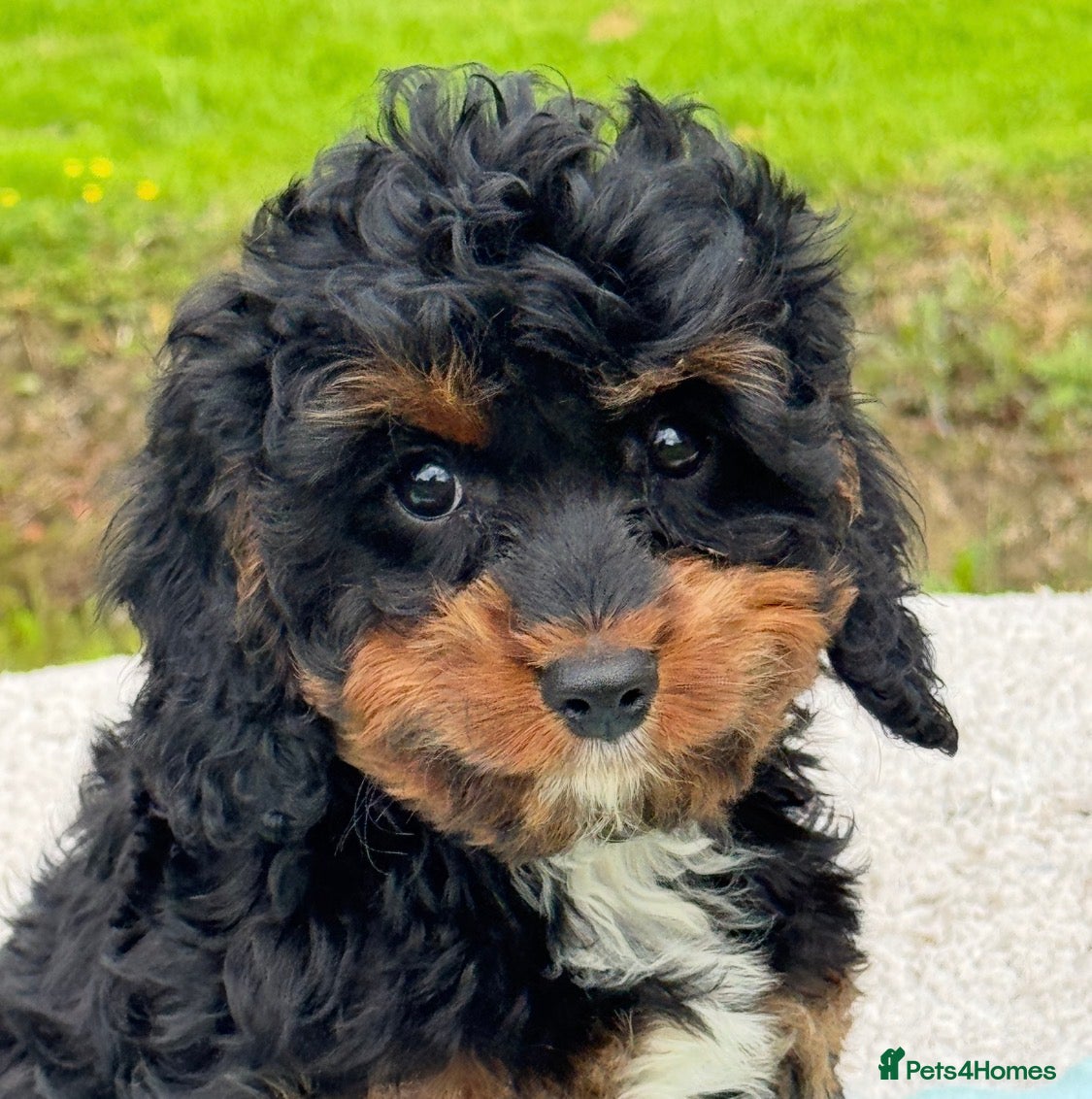 Cavapoo dogs Healthy comical characters- delightful puppies - Advert 2