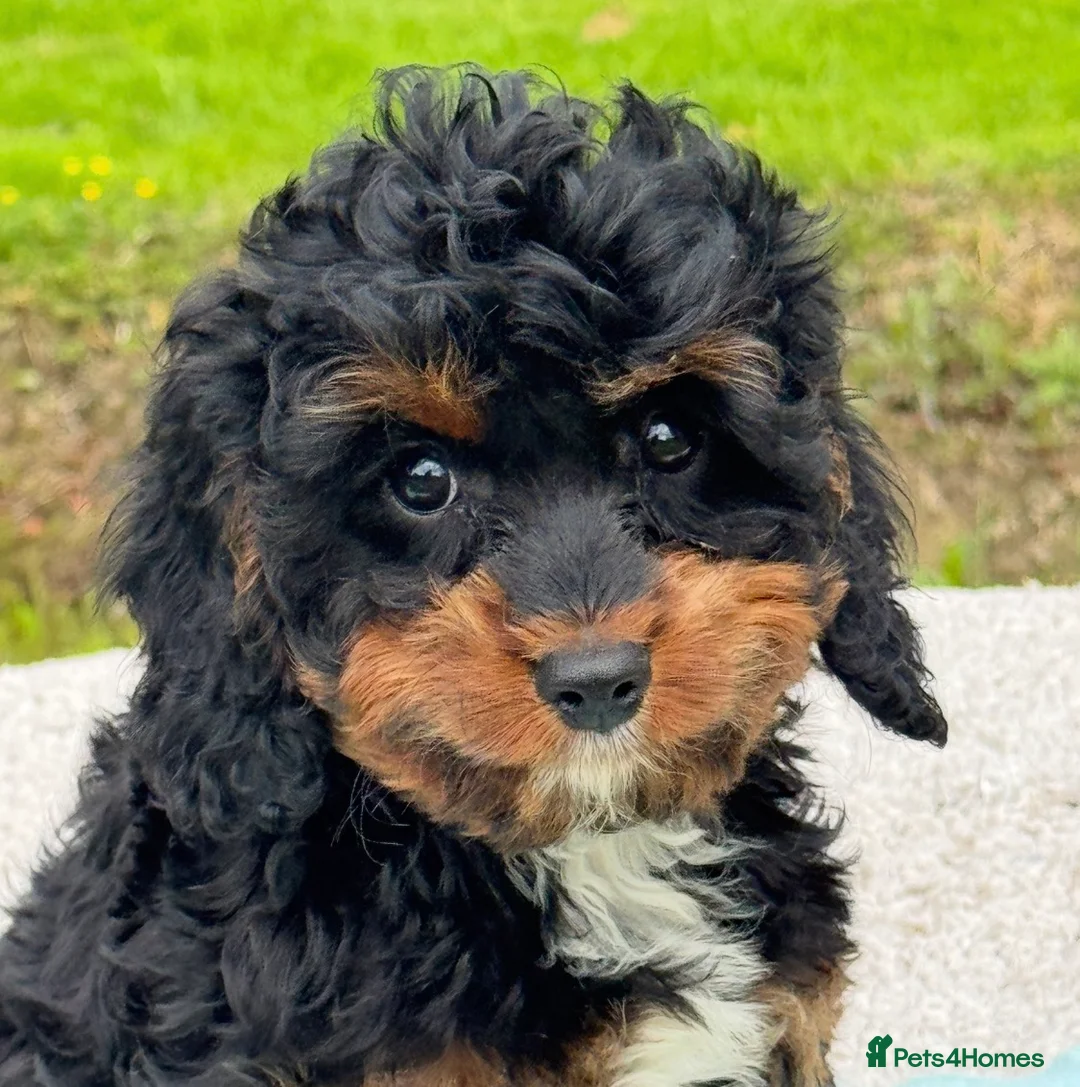 Cavapoo dogs for sale: Healthy comical characters- delightful puppies - Advert 1