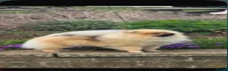 Pomeranian dogs for sale: Orange stable Puppy  - Advert 5