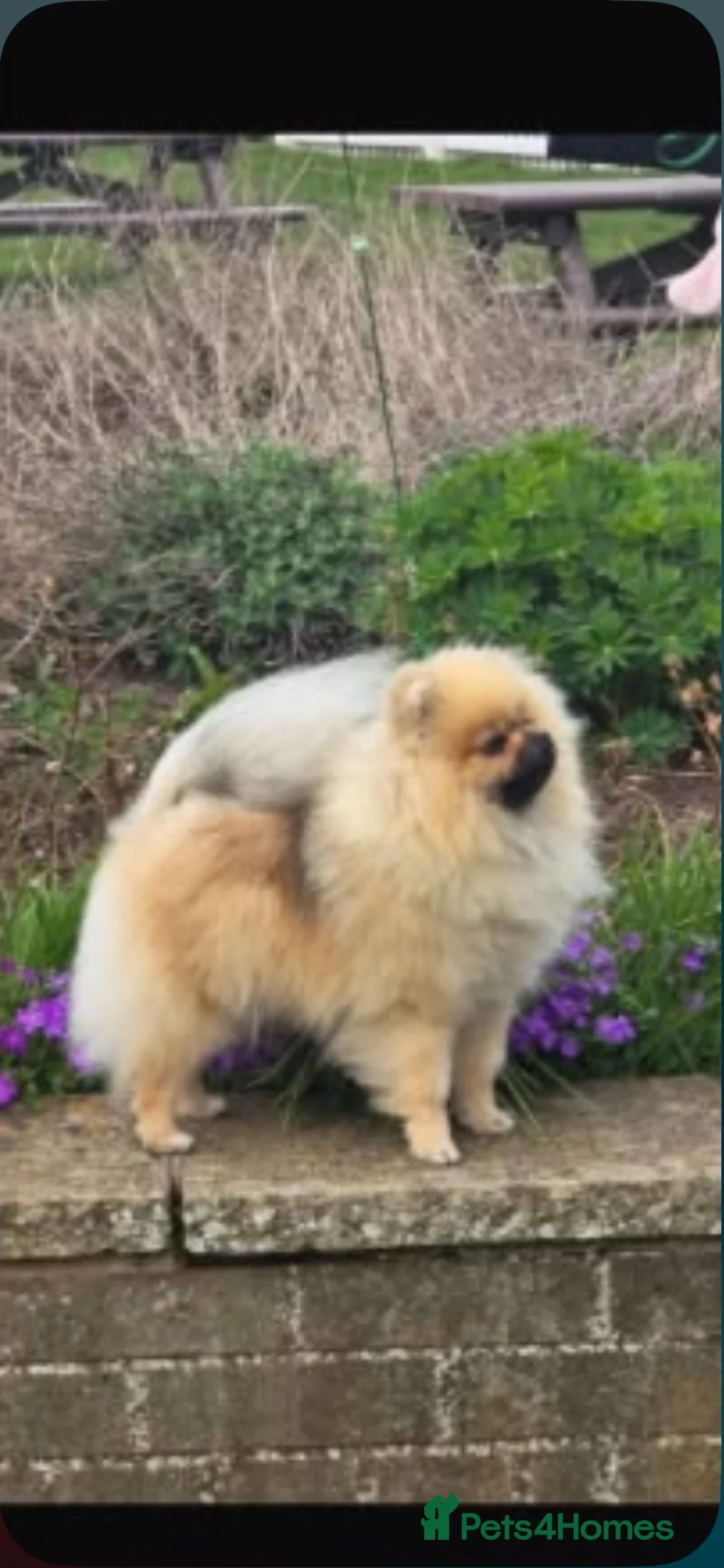 Pomeranian dogs for sale: Orange stable Puppy  - Advert 5