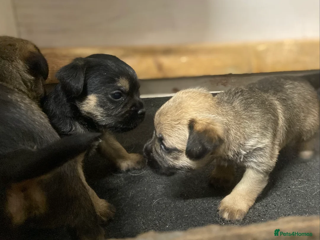 Border Terrier dogs for sale: Border terrier pups  - Advert 4