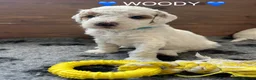 Australian Labradoodle dogs for sale: AUSSIE DOODLE - Health Tested - Advert 26