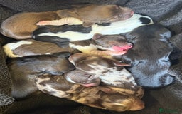 Cocker Spaniel dogs for sale: Healthy Loving Cocker Spaniels  - Image 3