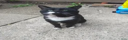 Mixed Breed cats for sale: Free to good home - Advert 2