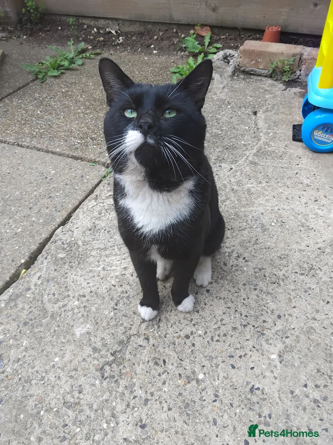 Mixed Breed cats for sale: Free to good home - Advert 2