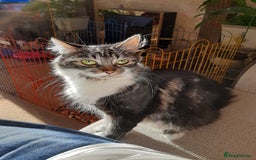 Maine Coon cats for sale: Maine Coon kittens  - Image 15