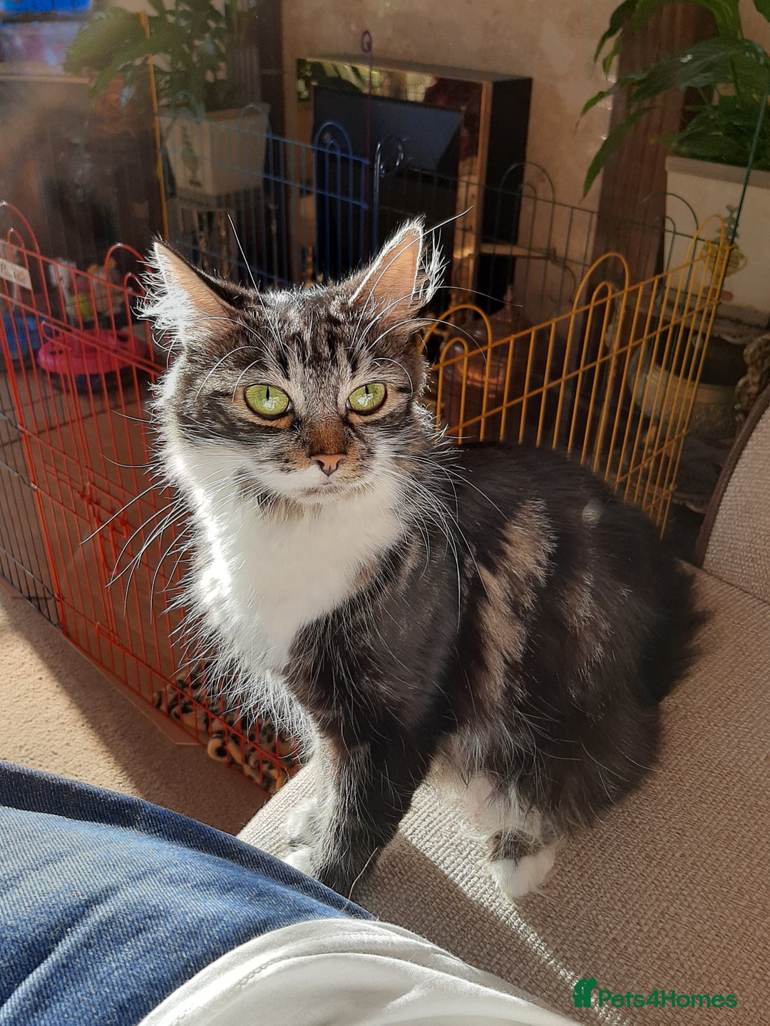 Maine Coon cats for sale: Maine Coon kittens  - Image 15