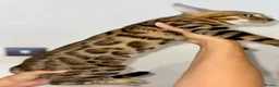 Bengal cats for sale: Top quality pure breed Bengal boy available now in Watford - Advert 6