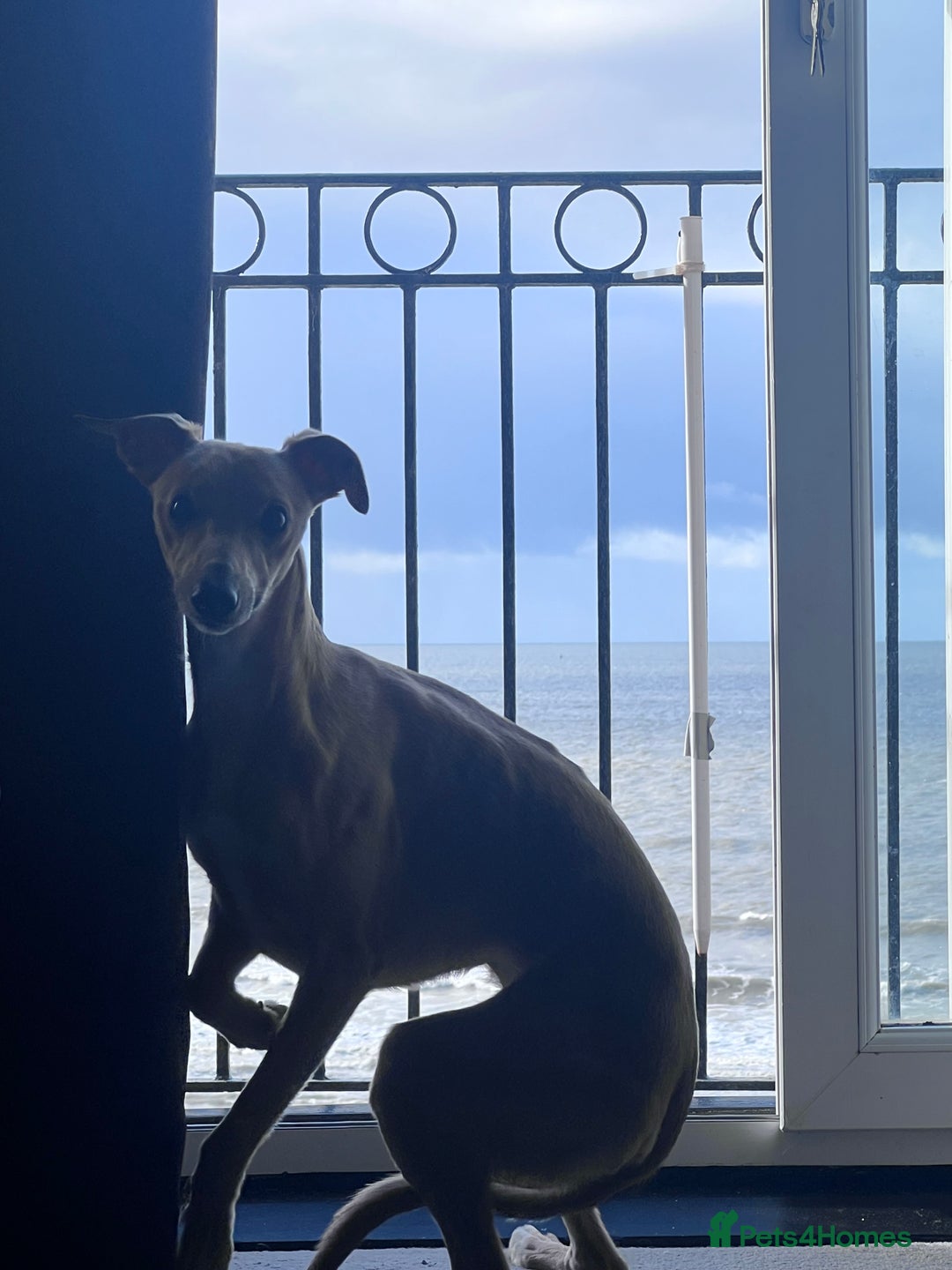 Whippet dogs for stud: Petite Male Whippet to Stud  - Advert 6